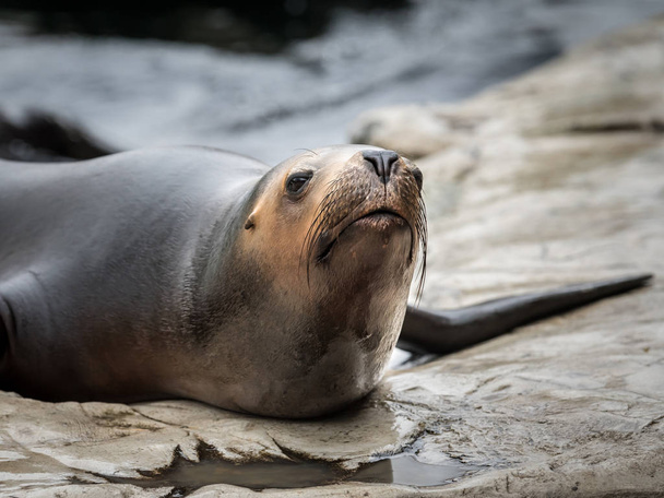 one female southern sea lion in an austrian zoo - 写真・画像
