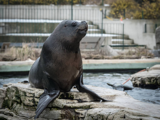 one male southern sea lion in an austrian zoo - Photo, Image