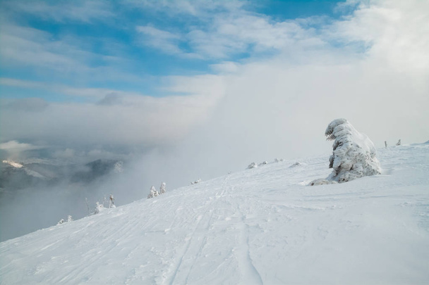Albero ghiacciato in cima alla montagna. Nuvole e nebbia sopra la montagna. Montagne innevate paesaggio
. - Foto, immagini