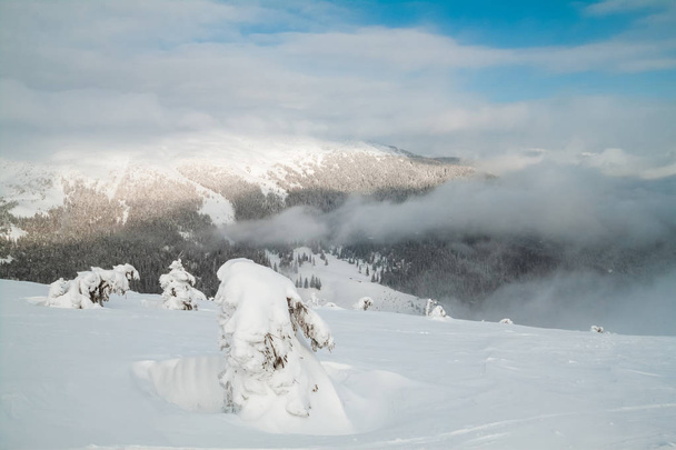Vista de las montañas cubiertas de nieve. Abeto bajo la nieve. Árboles congelados. Nubes sobre las montañas nevadas
 - Foto, imagen