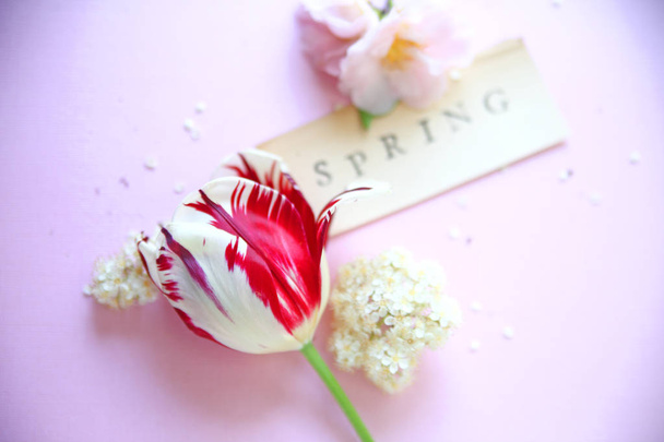 Tulipe avec mot de printemps
 - Photo, image