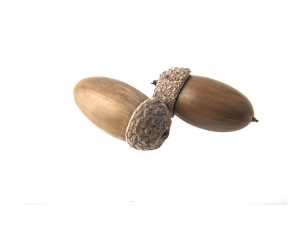 two acorns on isolated white background - Photo, Image