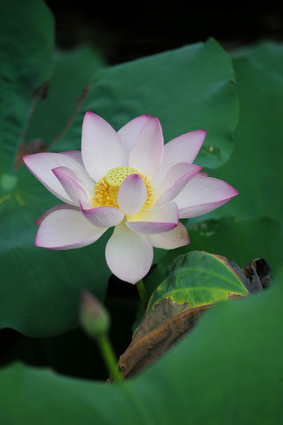 Lotus rose
 - Photo, image