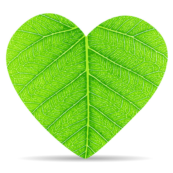 Heart green leaves - Vector, Image