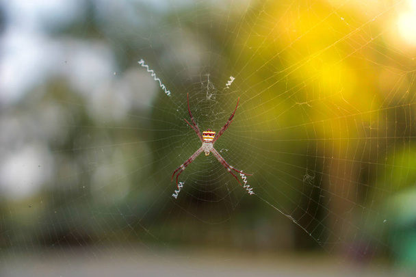Spiders on bokeh background. - Photo, Image