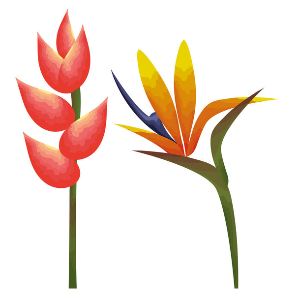 tropicals and exotics heliconias - Vektori, kuva