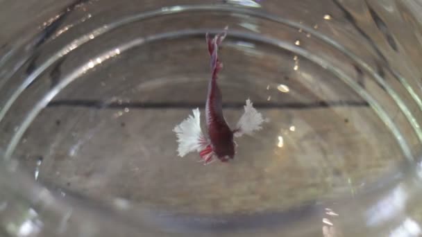 Siamese fighting vissen zwemmen in water, voorraad video - Video