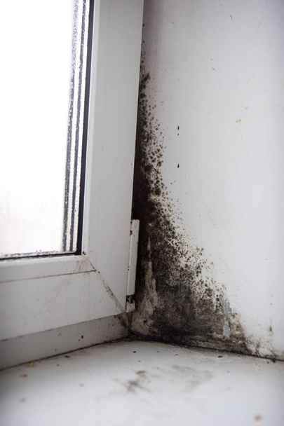 mold in the corner of the window - Photo, Image
