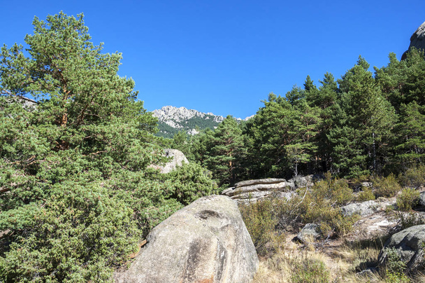 Pinus sylvestris, pineta di La Pedriza, Parco Nazionale dei Monti Guadarrama, provincia di Madrid, Spagna. Sullo sfondo, si può vedere Las Torres (Le Torri) picchi
 - Foto, immagini