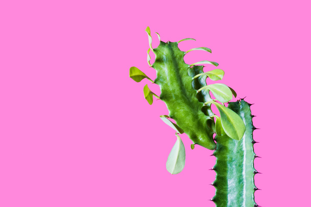 vergrote weergave van mooie groene sappig met doornen en bladeren geïsoleerd op roze    - Foto, afbeelding