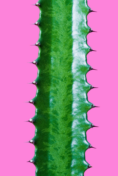 vista close-up de belo verde suculento com espinhos isolados em rosa
   - Foto, Imagem
