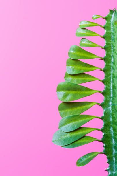 close-up view of beautiful green succulent with leaves isolated on pink   - Fotoğraf, Görsel