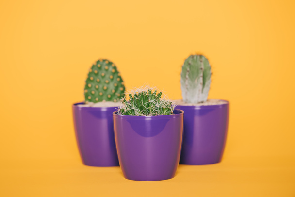 beautiful green cactuses in purple pots isolated on yellow - Photo, Image