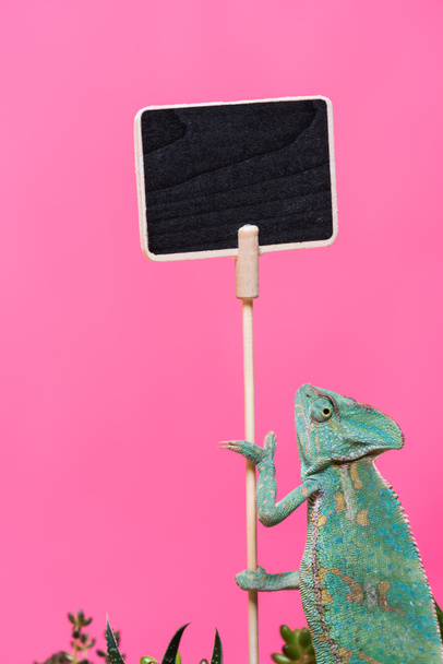 cute colorful chameleon near blank board isolated on pink  - Φωτογραφία, εικόνα