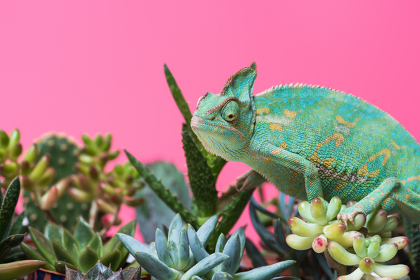 cute colorful chameleon crawling on succulents isolated on pink - Photo, Image