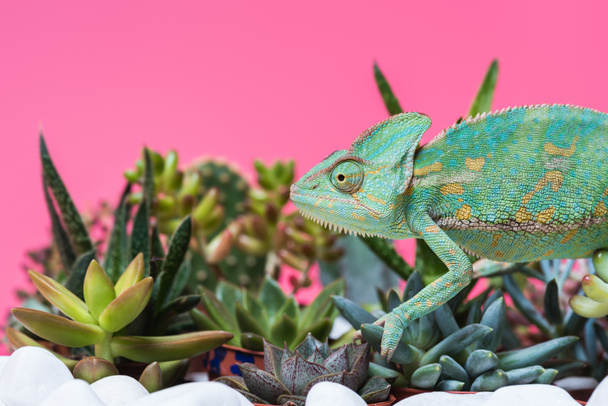 side view of cute colorful chameleon crawling on stones and succulents isolated on pink - Photo, Image