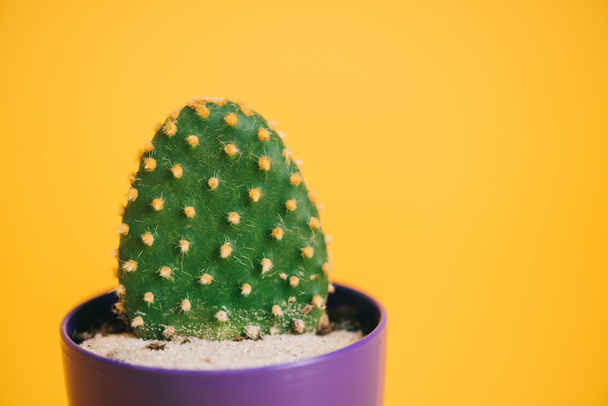 close-up view of beautiful green cactus in purple pot isolated on yellow - Foto, imagen