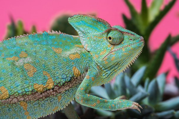 boční pohled roztomilý chameleon na sukulenty na růžové - Fotografie, Obrázek