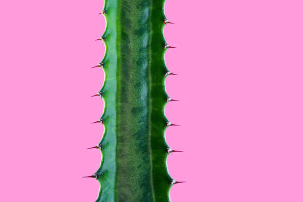 Nahaufnahme der schönen grünen Sukkulente mit Dornen isoliert auf rosa - Foto, Bild