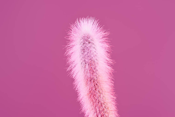 close-up view of beautiful pink cactus with thorns isolated on pink - Photo, Image