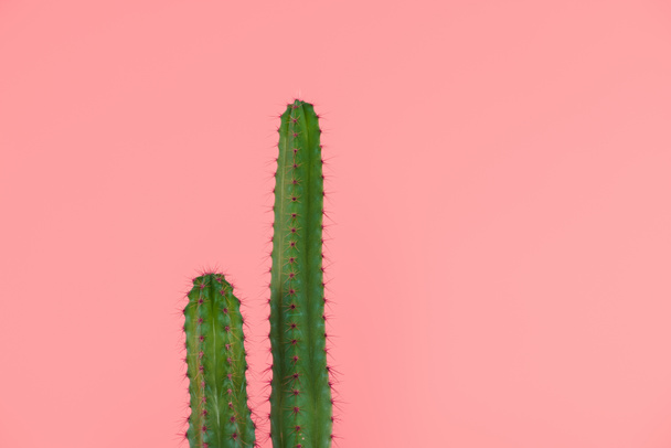 beautiful green cactuses with thorns isolated on pink  - Photo, Image