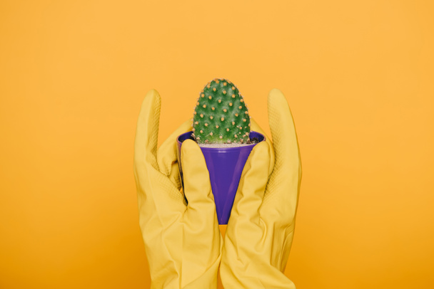 abgeschnittene Aufnahme menschlicher Hände in Handschuhen, die Topf mit Kaktus halten, isoliert auf gelb    - Foto, Bild