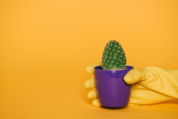close-up partial view of human hand in glove holding pot with cactus isolated on yellow   - Фото, зображення