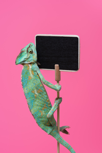 cute colorful chameleon crawling on blank board isolated on pink  - Φωτογραφία, εικόνα