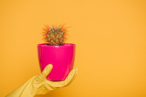 colpo ritagliato di mano umana in guanto in possesso di vaso rosa con cactus isolato su giallo
  - Foto, immagini