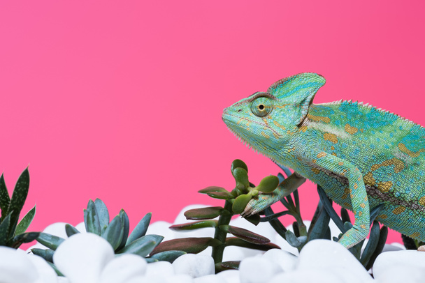 side view of cute colorful chameleon on stones with succulents isolated on pink   - Zdjęcie, obraz
