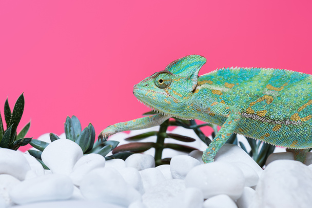 close-up view of cute colorful chameleon on stones with succulents isolated on pink  - Foto, Imagem