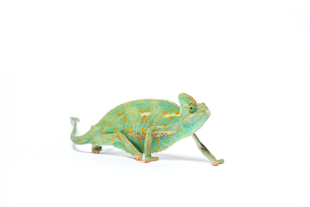 colorful tropical chameleon crawling isolated on white - Fotoğraf, Görsel