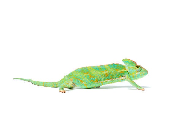 vista lateral do belo camaleão tropical colorido isolado em branco
 - Foto, Imagem