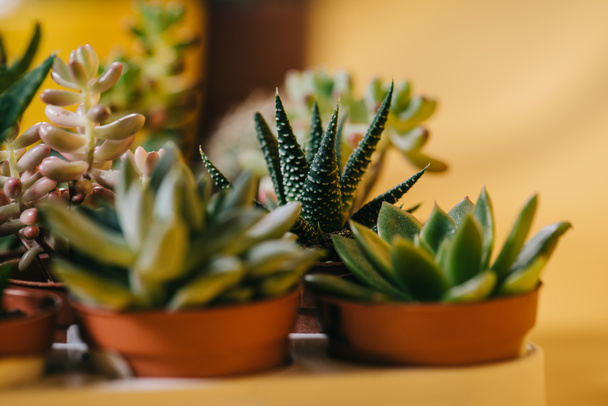 vue rapprochée de belles plantes succulentes vertes en pot sur jaune
  - Photo, image