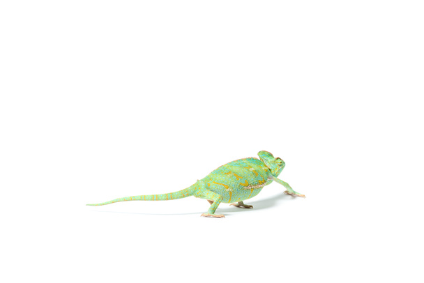 Nahaufnahme von farbenfrohen tropischen Chamäleons, die isoliert auf weiß kriechen     - Foto, Bild