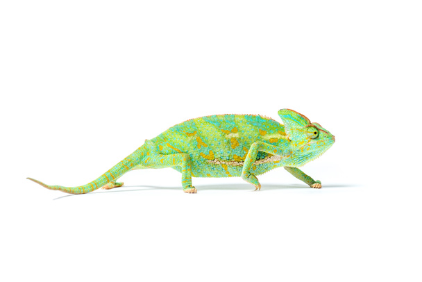 close-up view of colorful tropical chameleon isolated on white     - Fotó, kép