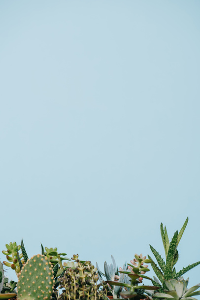 várias belas suculentas verdes isoladas em cinza
 - Foto, Imagem