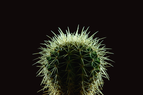 close-up view of beautiful green cactus with thorns isolated on black - Foto, imagen