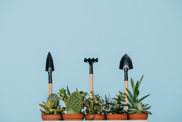 green succulents in pots and rake with shovels isolated on grey  - Fotografie, Obrázek