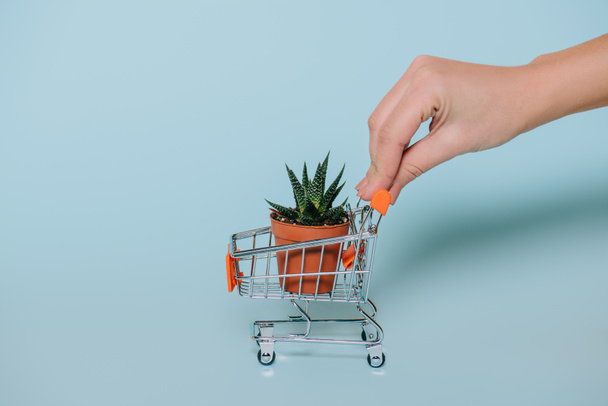 close-up partial view of human hand holding shopping trolley with succulent in pot on grey  - Foto, Imagem