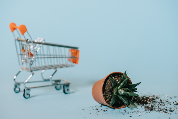 close-up view of succulent in pot with soil and empty shopping trolley on grey  - Photo, Image