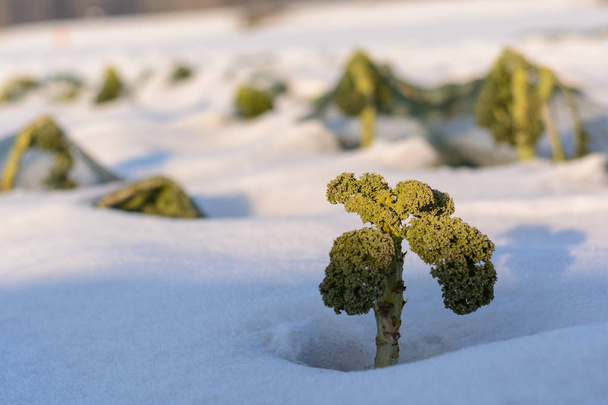 Спаржа зимой - брокколи
 - Фото, изображение