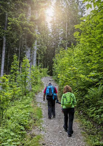 photo of two Hikers walking in green forest - Fotó, kép