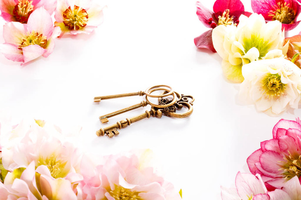 Hellebore flower or Helleborus orientalis and antiqued key isolated on white - 写真・画像