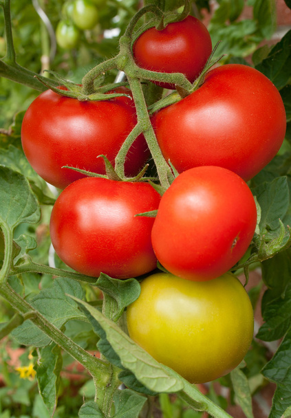 Tomatoes - Foto, Bild