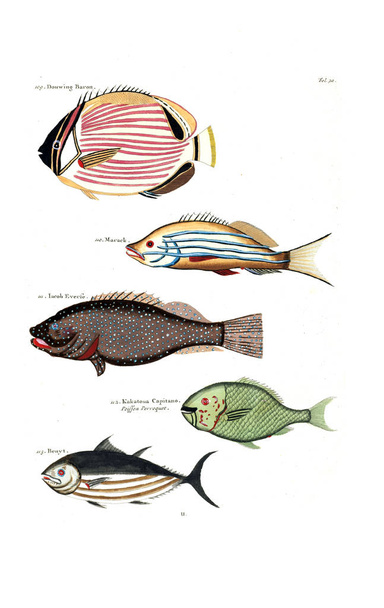Illustration of a fish. Poissons, ecrevisses et crabes, de diverses couleurs et figures extraordinaires - 写真・画像