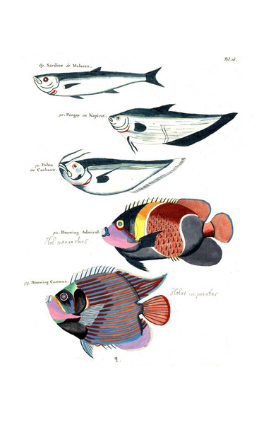 Illustrazione di un pesce. Poissons, ecrevisses et crabes, de diverses couleurs et figures extraordinaires
 - Foto, immagini
