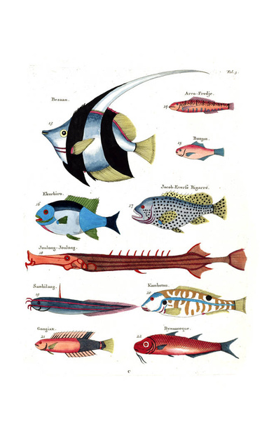Ilustracja ryby. Trucizny, pęcherze i kraby, de diverses couleurs et figures extraordinaires - Zdjęcie, obraz