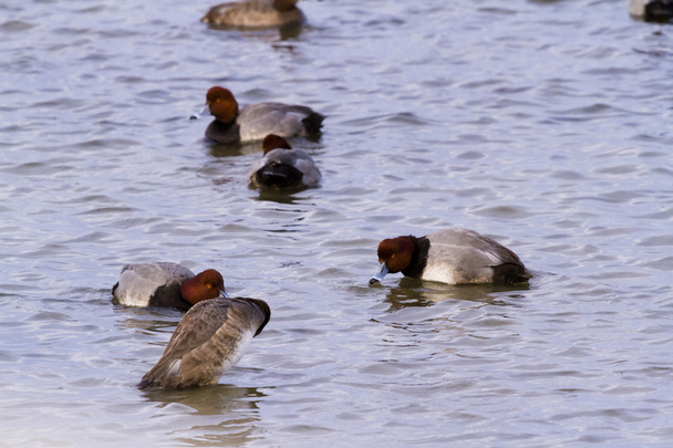ördekler - Fotoğraf, Görsel