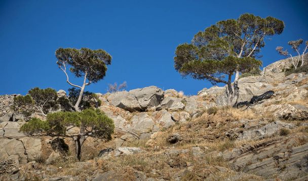 beautiful green trees growing on rocks on blue sky background  - Photo, Image